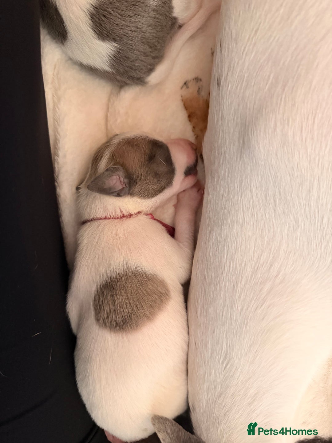 Whippet dogs for sale: Whippets  - Advert 7