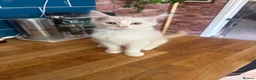 Maine Coon cats for sale: Cream Maine coon girl  - Advert 3