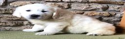 Golden Retriever dogs for sale: Lovely chunky cream puppies  - Advert 19