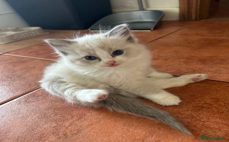 Ragdoll cats for sale - Advert 1