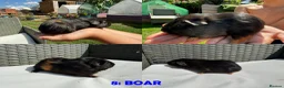 Guinea Pig rodents for sale: Guinea Pigs - Ready Now - Advert 16