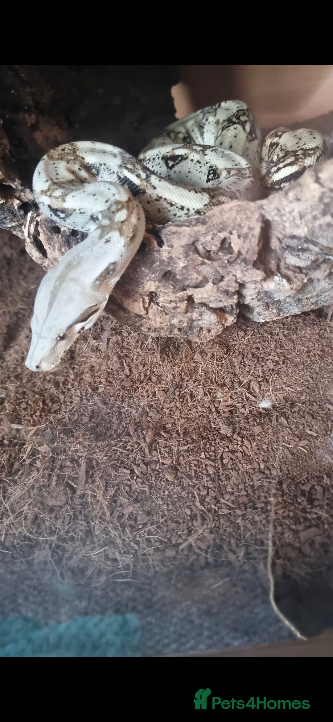 Boa Snake reptiles for sale: Columbian boa  - Advert 2