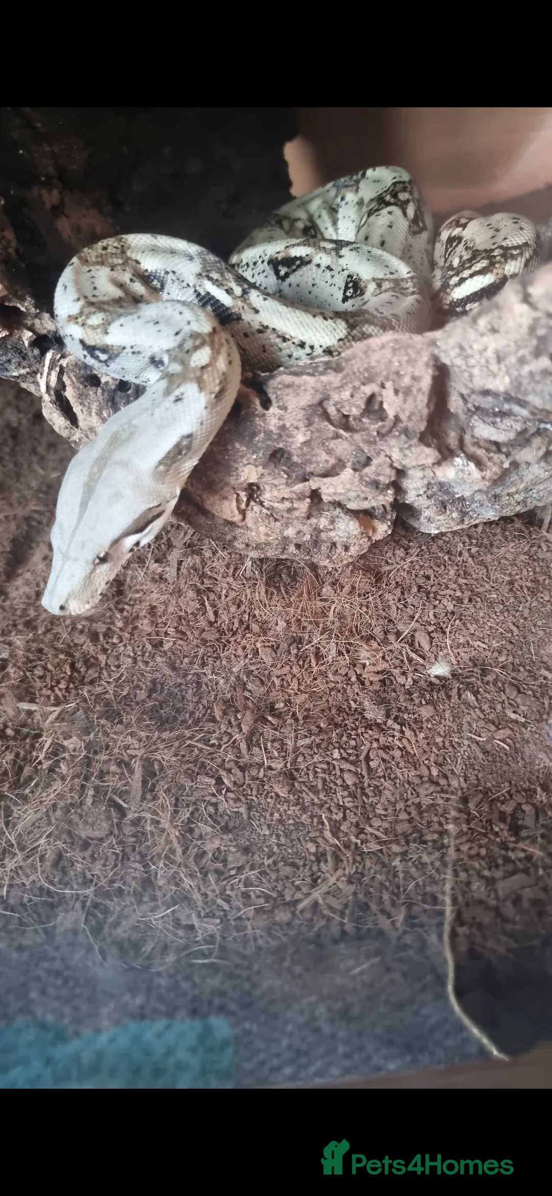 Boa Snake reptiles for sale: Columbian boa  - Advert 2