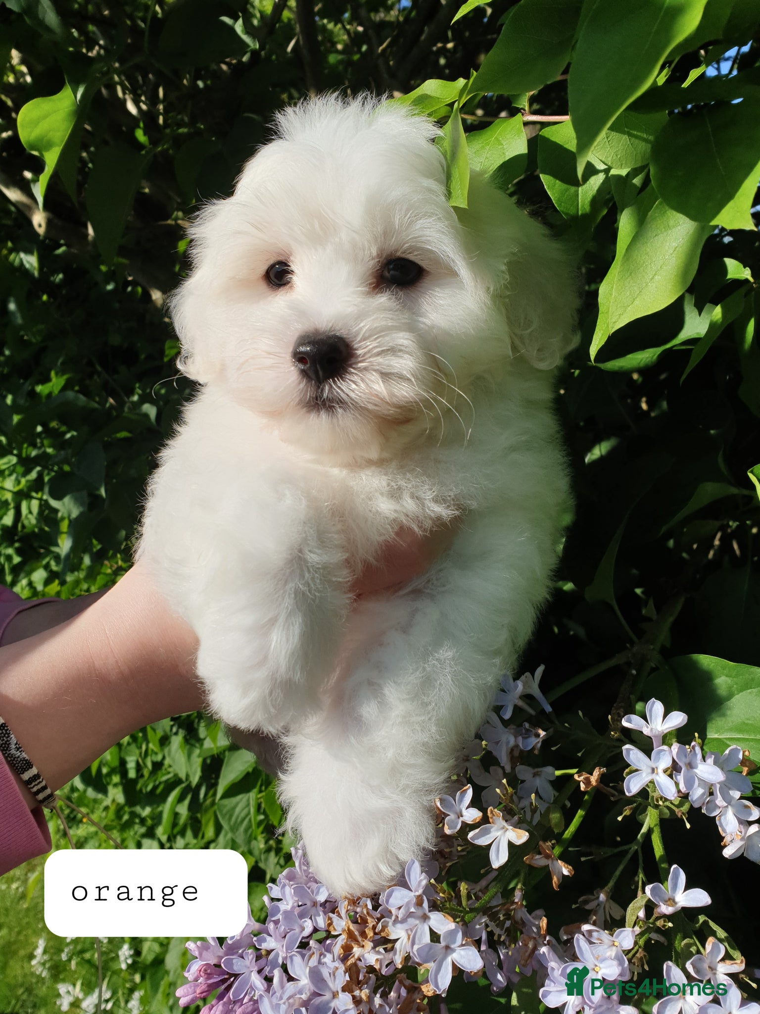 Coton De Tulear dogs K.C. Reg. Coton de Tulear, health tested parents - Advert 17