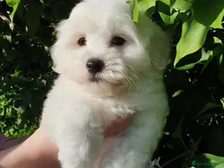 Coton De Tulear dogs K.C. Reg. Coton de Tulear, health tested parents - Advert 17