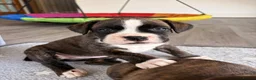 Boxer dogs for sale: 2 Boys remaining..... Bobtail Boxer Puppies - Advert 18