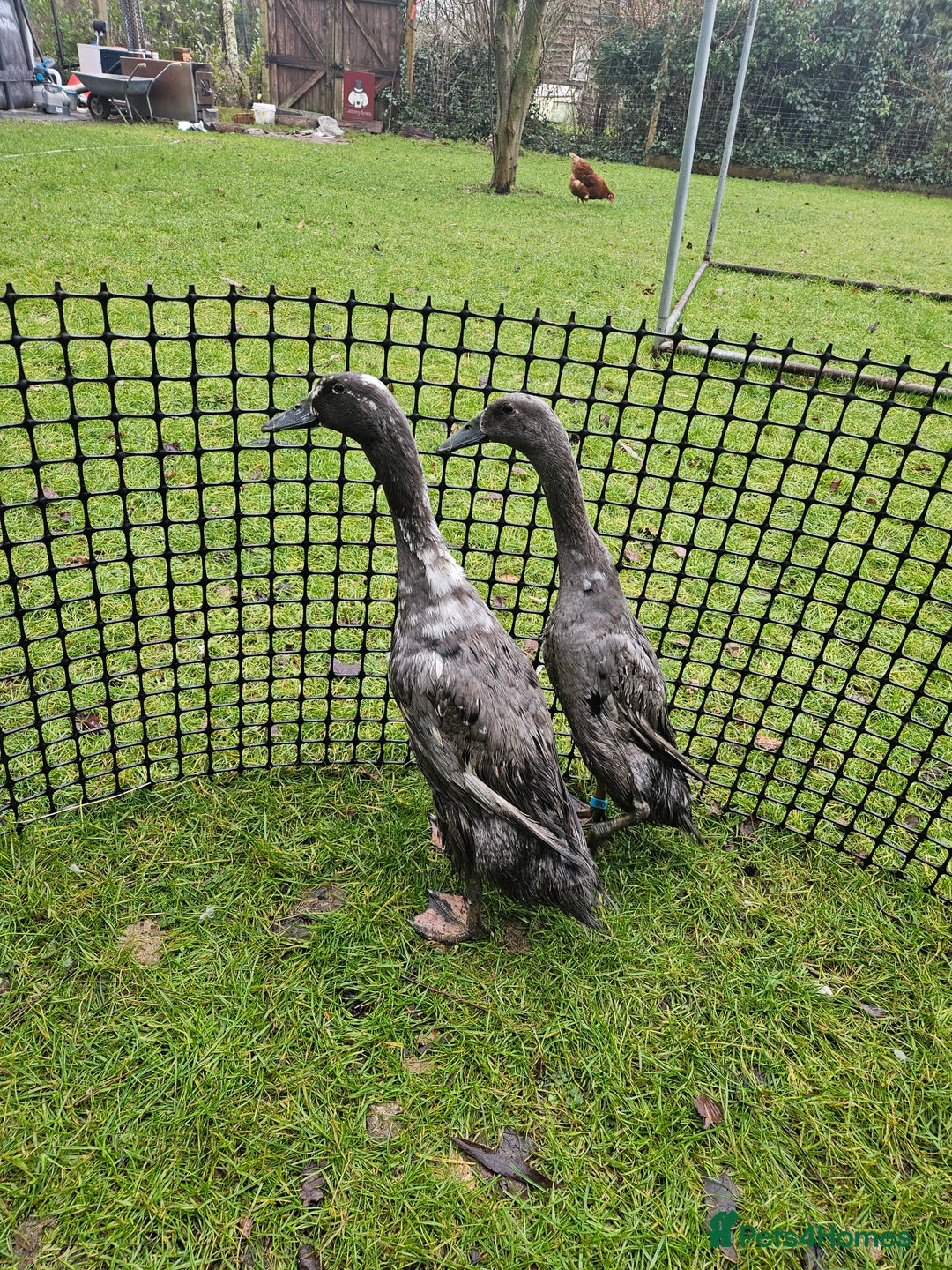 Ducks poultry for sale: Female Indian runner ducks - Advert 2