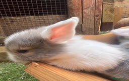 Mixed Breed rabbits for sale: Baby Rabbits for sale - Image 2