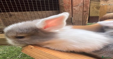 Mixed Breed rabbits - Advert 13