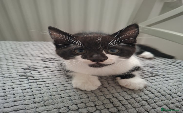 Mixed Breed cats - Advert 2