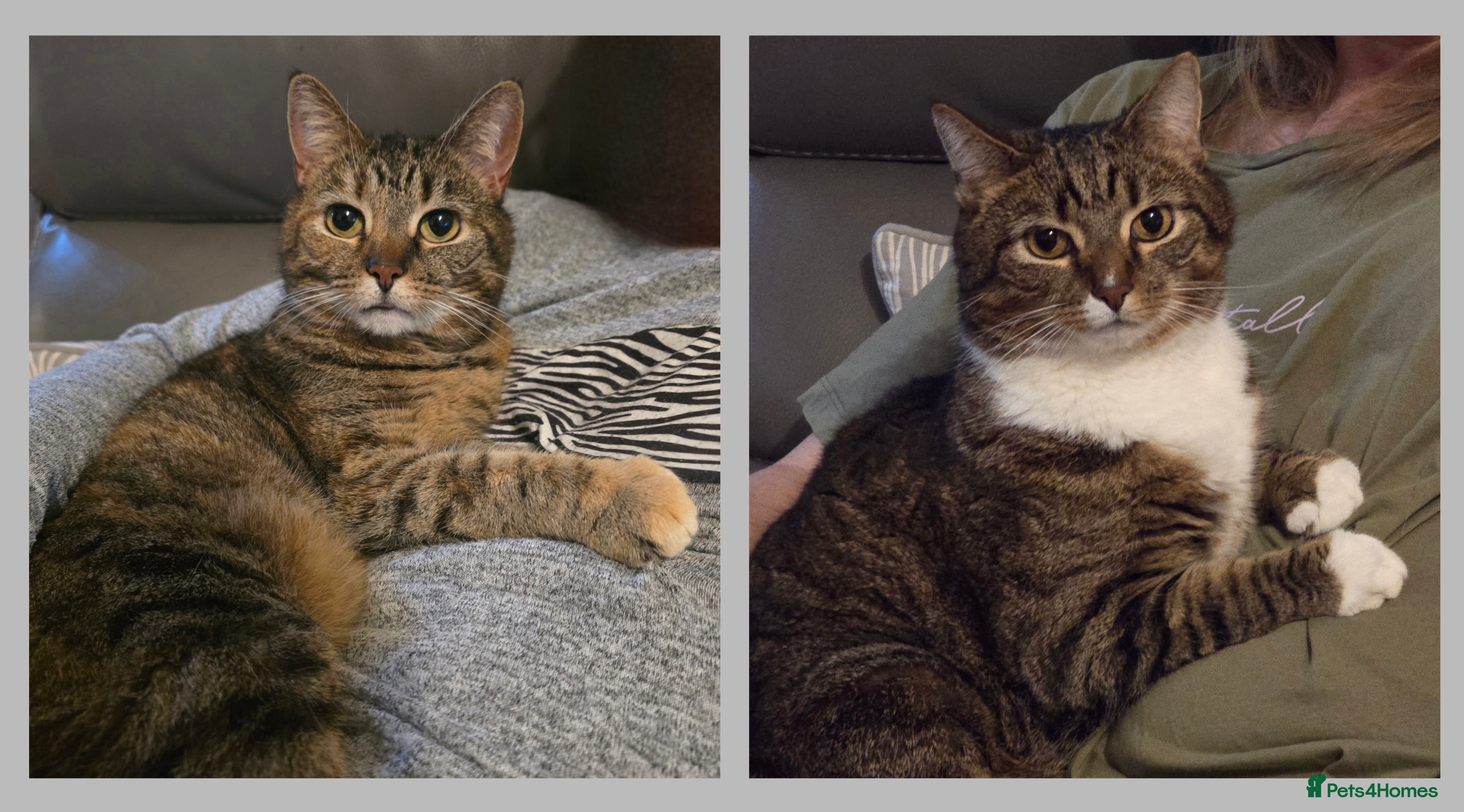 British Shorthair cats Two beautiful cats need rehoming in Bridlington - Advert 1