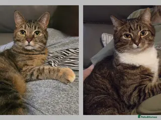 British Shorthair cats Two beautiful cats need rehoming in Bridlington - Advert 1