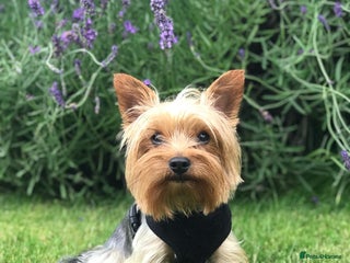 Yorkshire Terrier dogs Miniature experienced Yorkie STUD price 150 in Worcester - Advert 20