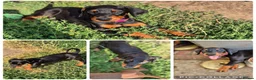 Dobermann dogs for sale: Dobermans Ready to Go. - Advert 4