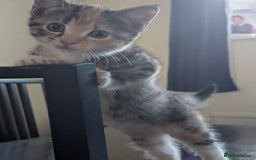 Mixed Breed cats for sale: 4 beautiful kittens for sale  - Image 19