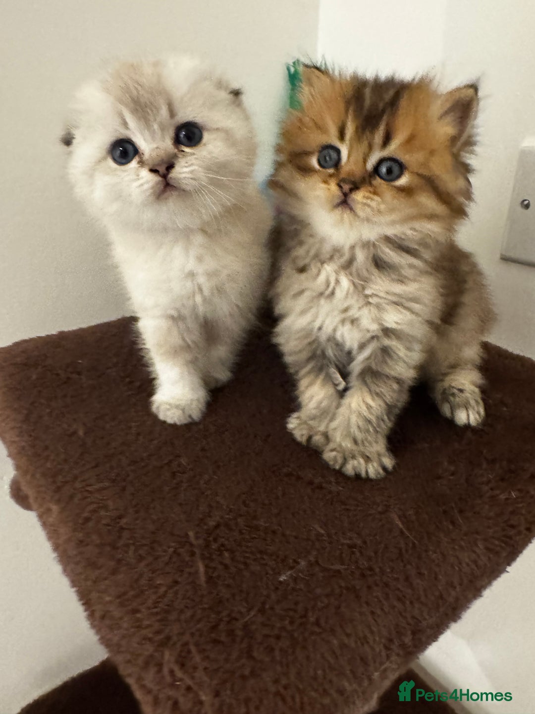 Scottish Fold cats for sale: Purebred Chinchilla Scottish Fold Kittens  🐾 - Advert 23