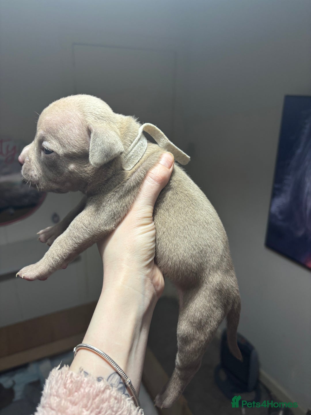 American Bully dogs for sale: Pocket Bully Puppies - Advert 21