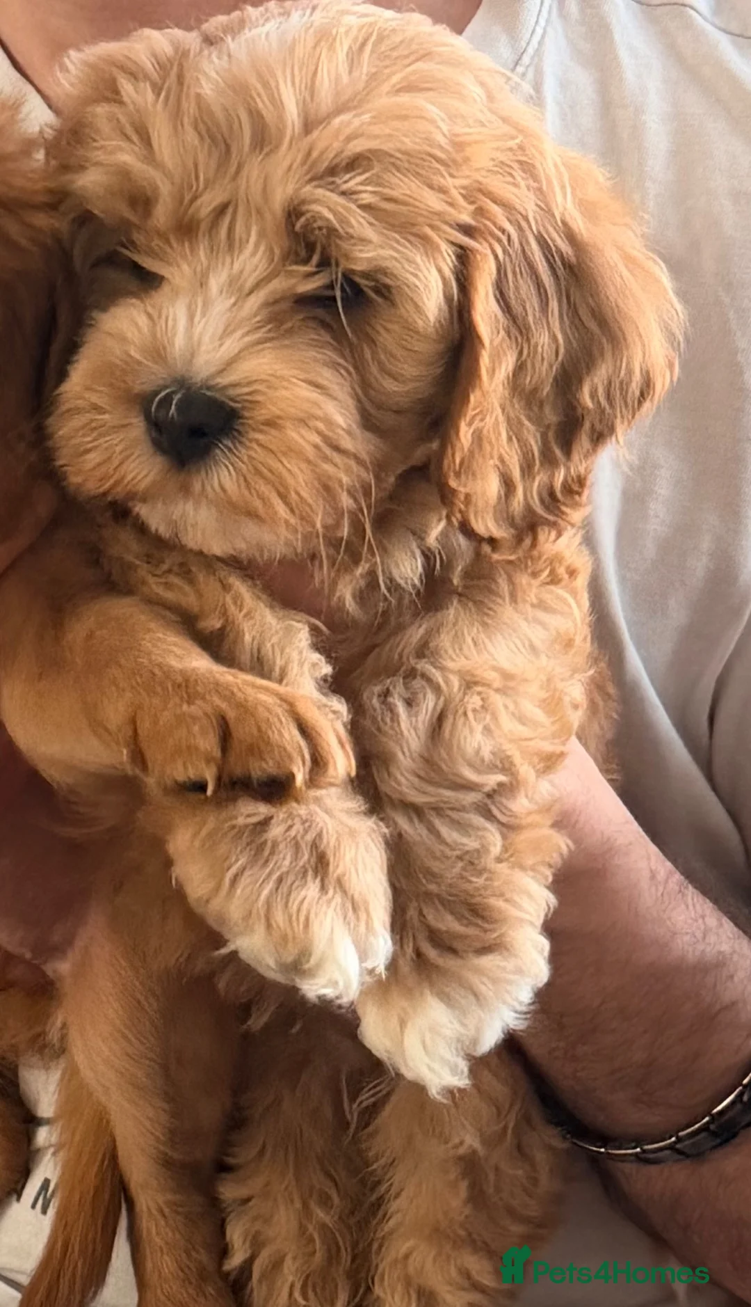Cavapoo dogs for sale: Cavapoo One beautiful female puppy available  - Advert 19