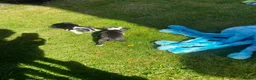 Boston Terrier dogs for sale: Boston terrier puppies  in Scunthorpe - Advert 11