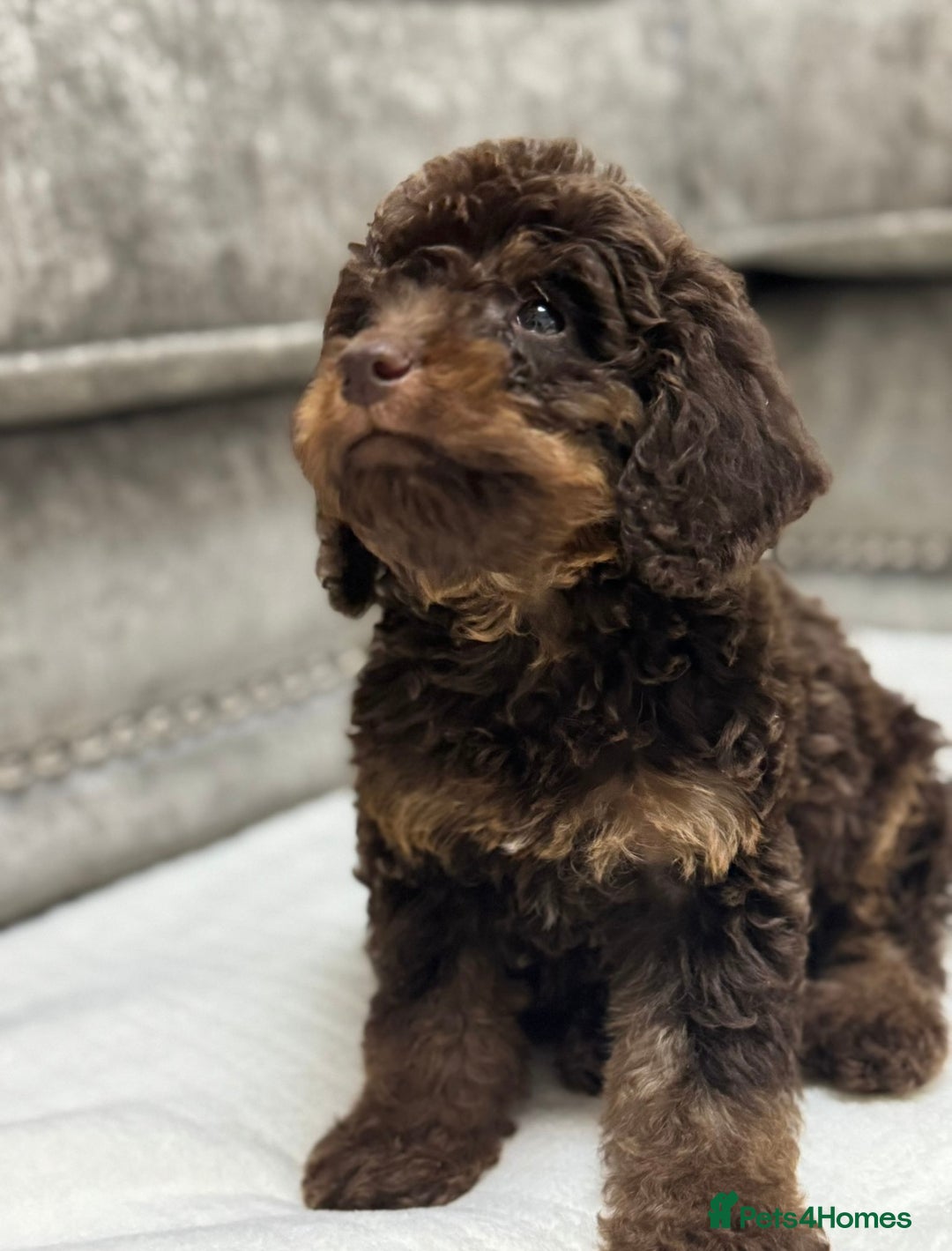 Cavapoo dogs for sale: 2 boys left looking for there forever homes - Image 8