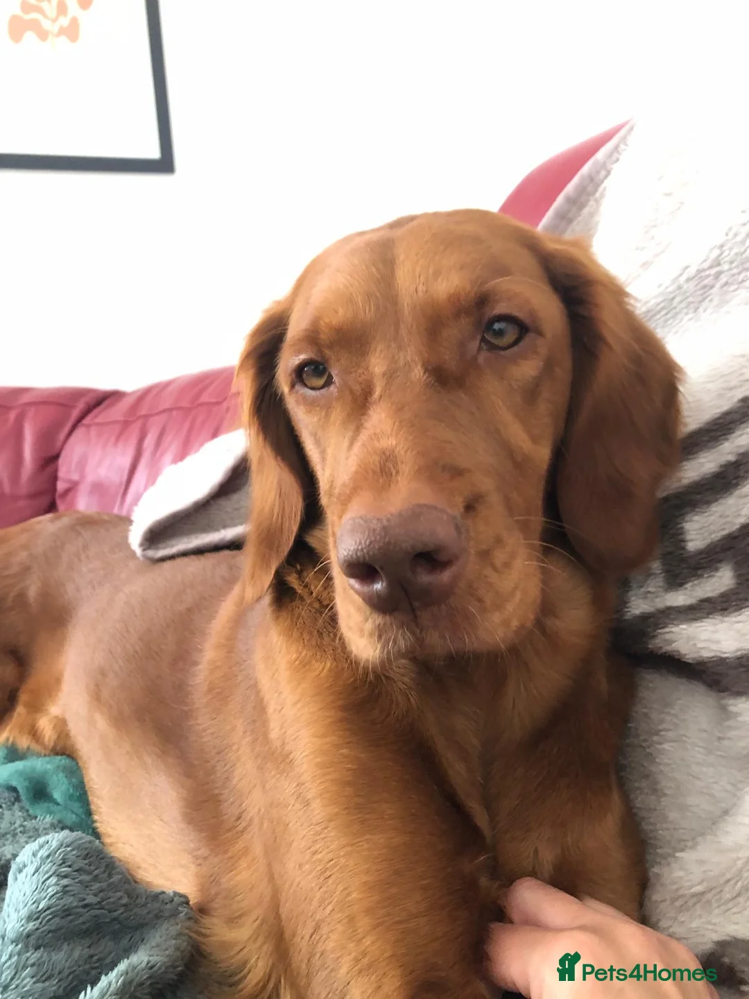 Hungarian Vizsla dogs for sale: Pedigree Vizsla Puppies in Doncaster - Advert 6