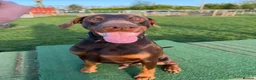 Dobermann dogs for stud: King Zeus-For Stud  - Advert 5