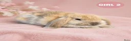Mini Lop rabbits for sale: Stunning Pure Bred Mini Lop Rabbits - Advert 6