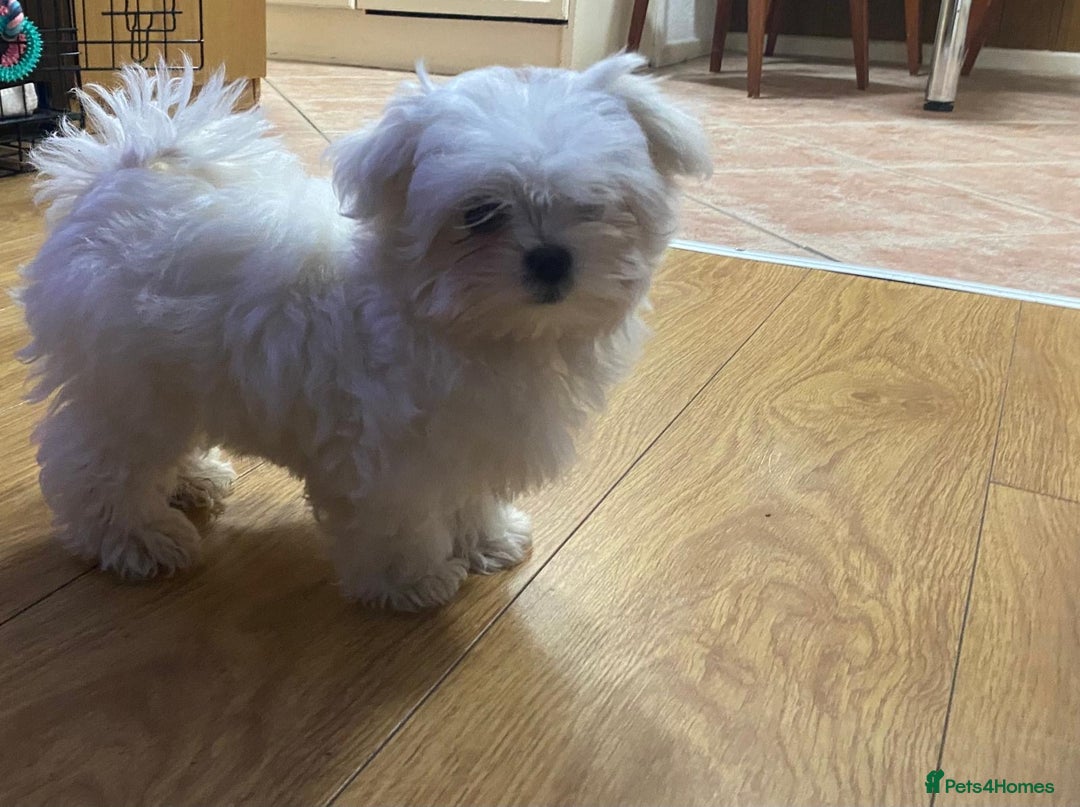 Maltese dogs for sale: Beautiful Korean Maltese 🤍🐶 - Image 7