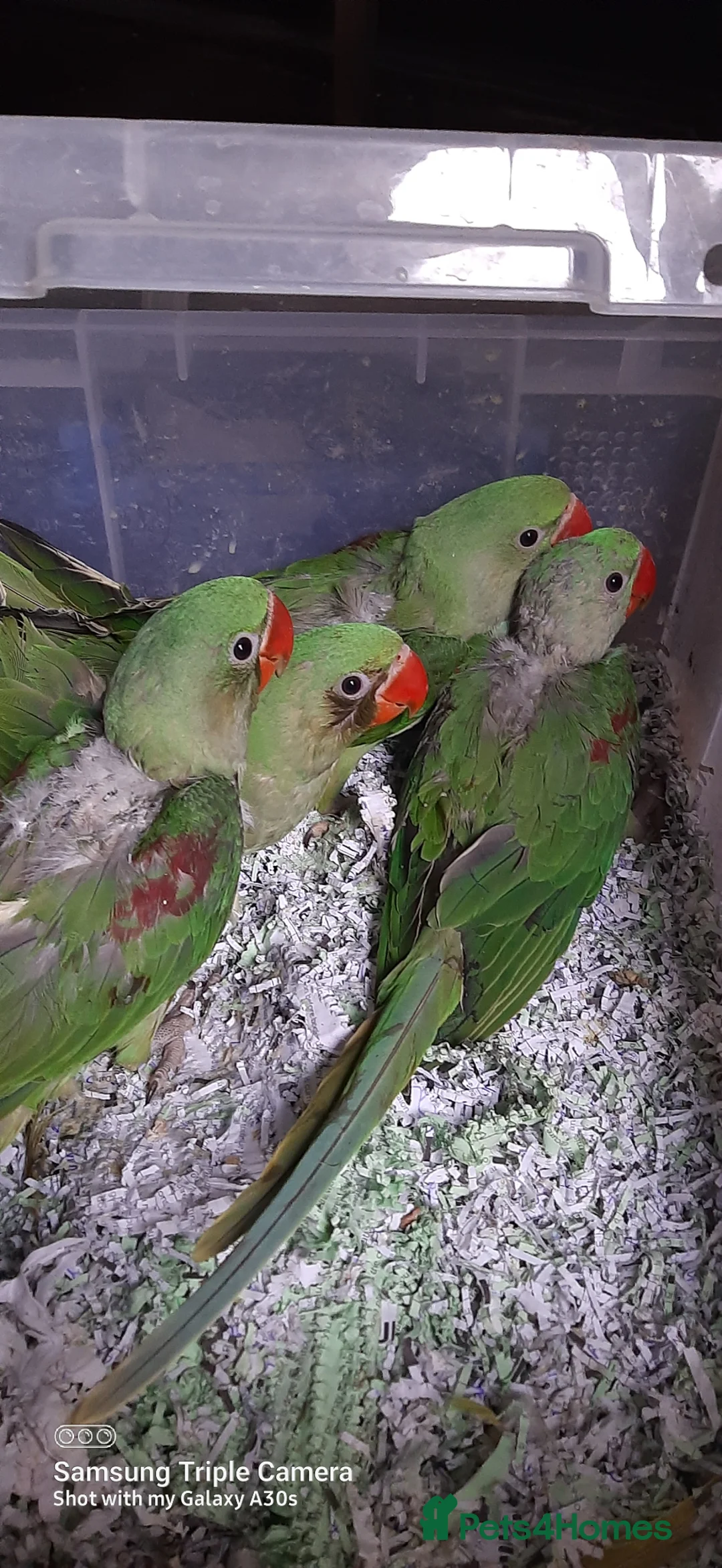 Parrots birds for sale: Alexandrine baby New baby  - Advert 1