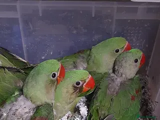Parrots birds Alexandrine baby New baby - Advert 1