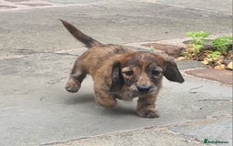 Miniature Dachshund dogs for sale: Miniature Longhaired Dachshund Puppies  - Image 23