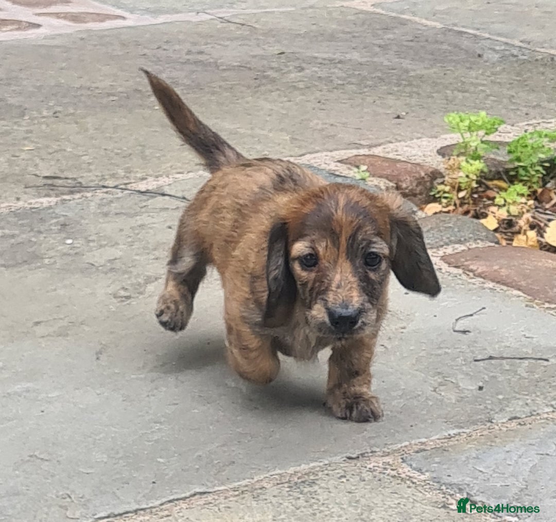 Miniature Dachshund dogs for sale: Miniature Longhaired Dachshund Puppies  - Image 23