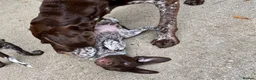 German Shorthaired Pointer dogs for sale: Exceptional KC GSP Puppies  - Advert 10