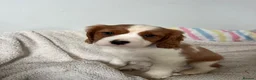 Cavalier King Charles Spaniel dogs for sale: Beautiful Cavalier King Charles Spaniel puppies - Advert 16