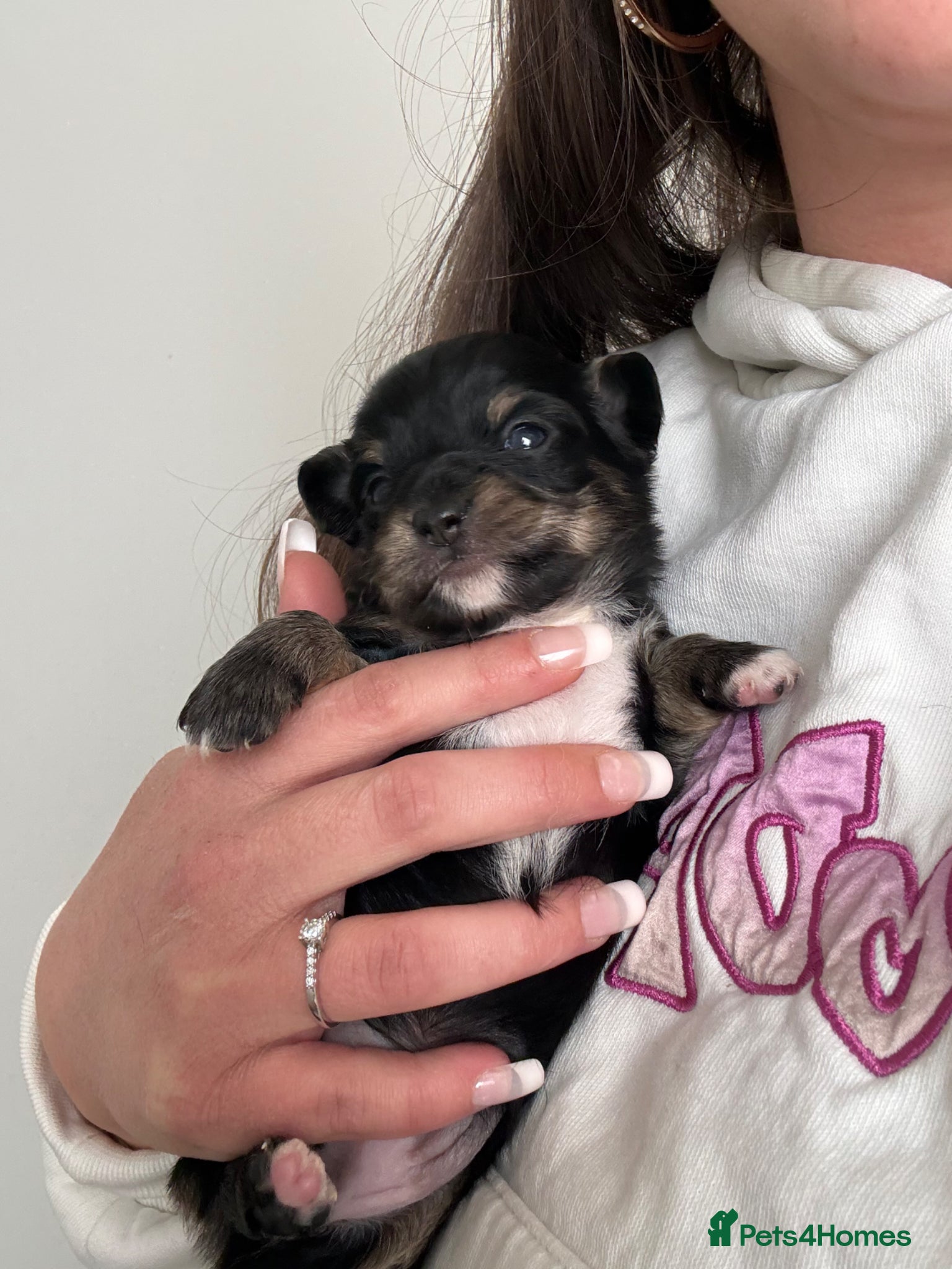 Chiweenie dogs Chiweenies 1 girl 1 boy left! - Advert 2