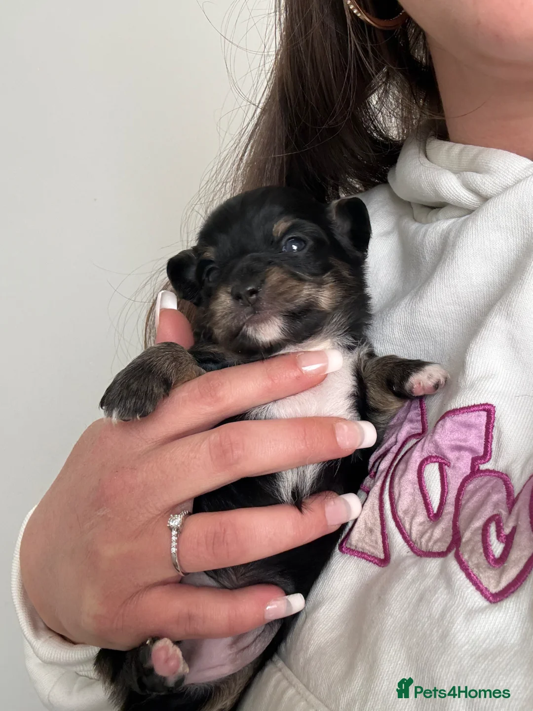 Chiweenie dogs for sale: Chiweenie pups! - Advert 2
