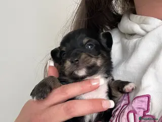 Chiweenie dogs Chiweenies 1 girl 1 boy left! - Advert 2