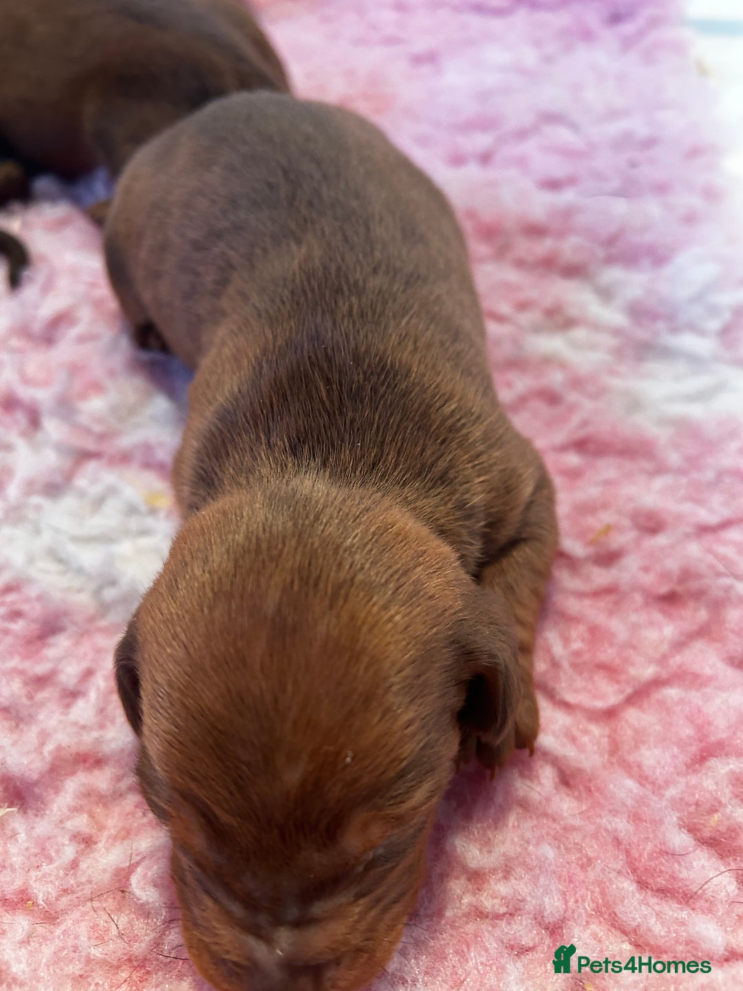 Dachshund dogs for sale: STUNNING KC REG STANDARD DACHSHUNDS  - Advert 18