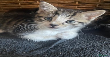 Mixed Breed cats - Advert 14
