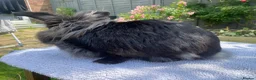 Mini Lion Lop rabbits for sale: Super tame mini lion lop  - Advert 4