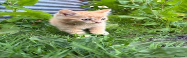 Domestic Shorthair Kitten 2