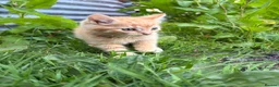Domestic Shorthair cats for sale: 4 kittens ready to go now  - Advert 12