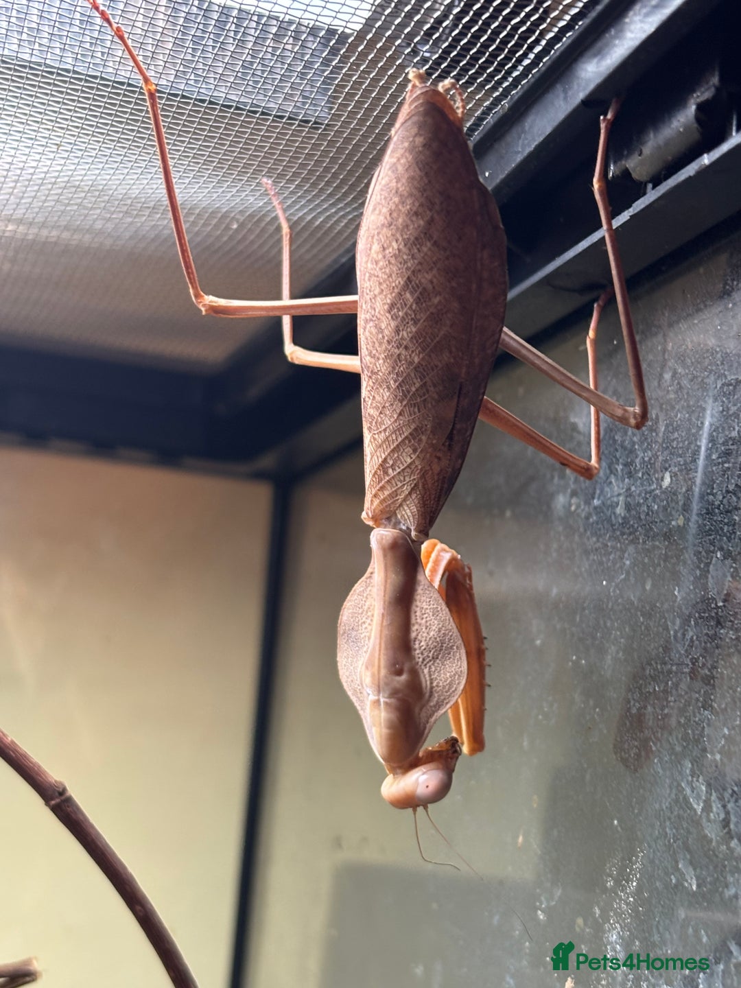 Praying Mantis invertebrates for sale: Praying mantis various - Advert 1