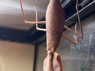 Praying Mantis invertebrates Praying mantis various - Advert 1