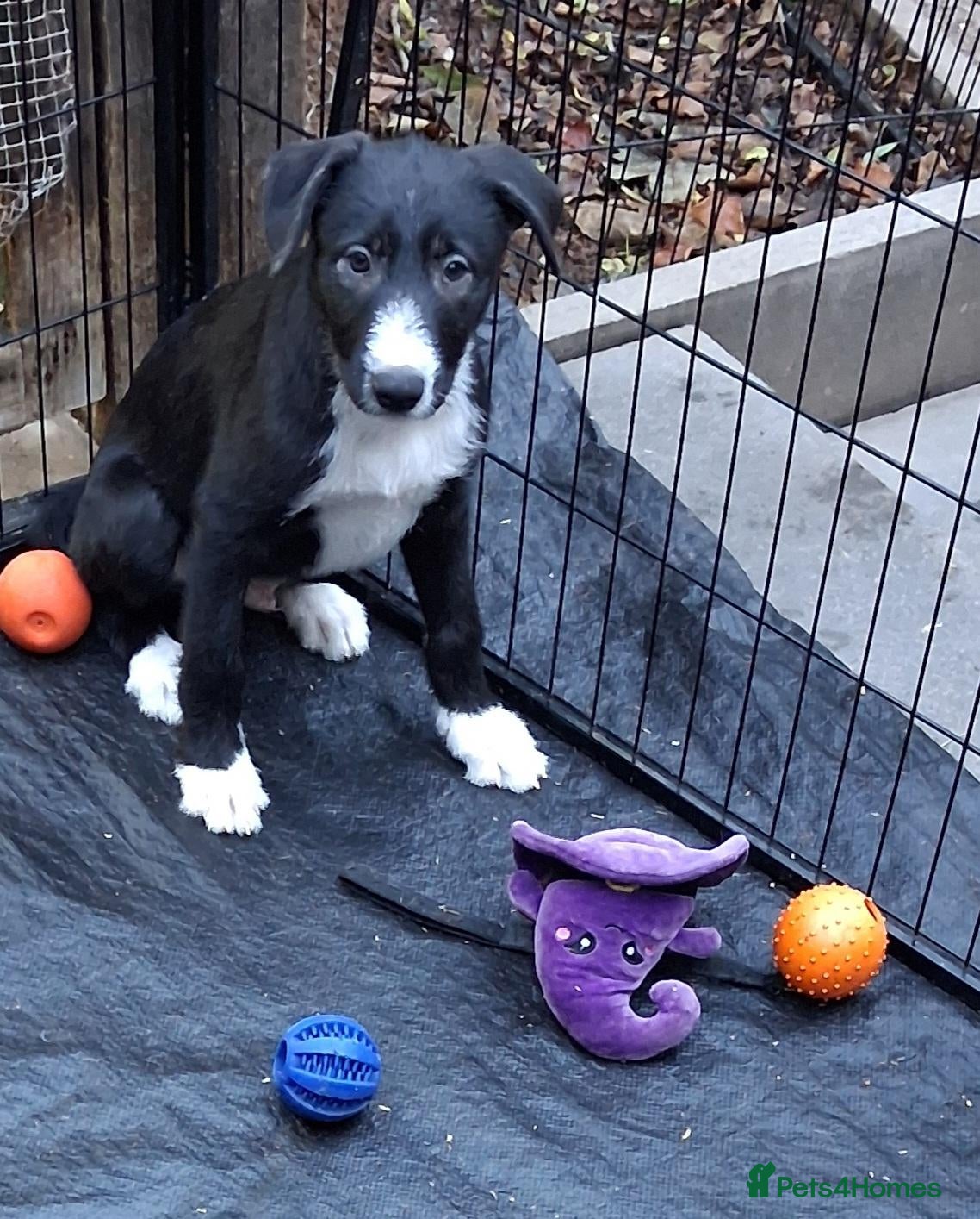 Lurcher dogs for sale: Beautiful well bred lurcher puppies - Advert 12