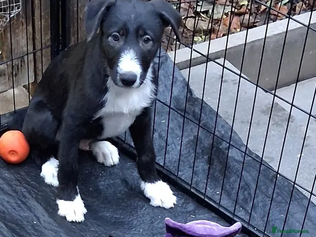 Lurcher dogs for sale: Beautiful well bred lurcher puppies - Advert 12