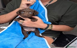 Mixed Breed dogs for sale: Small Jack Russell X Cocker Spaniel Puppies  - Image 4