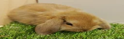 Mini Lop rabbits for sale: Beautiful friendly VHD vaccinated Mini Lop babies - Advert 4