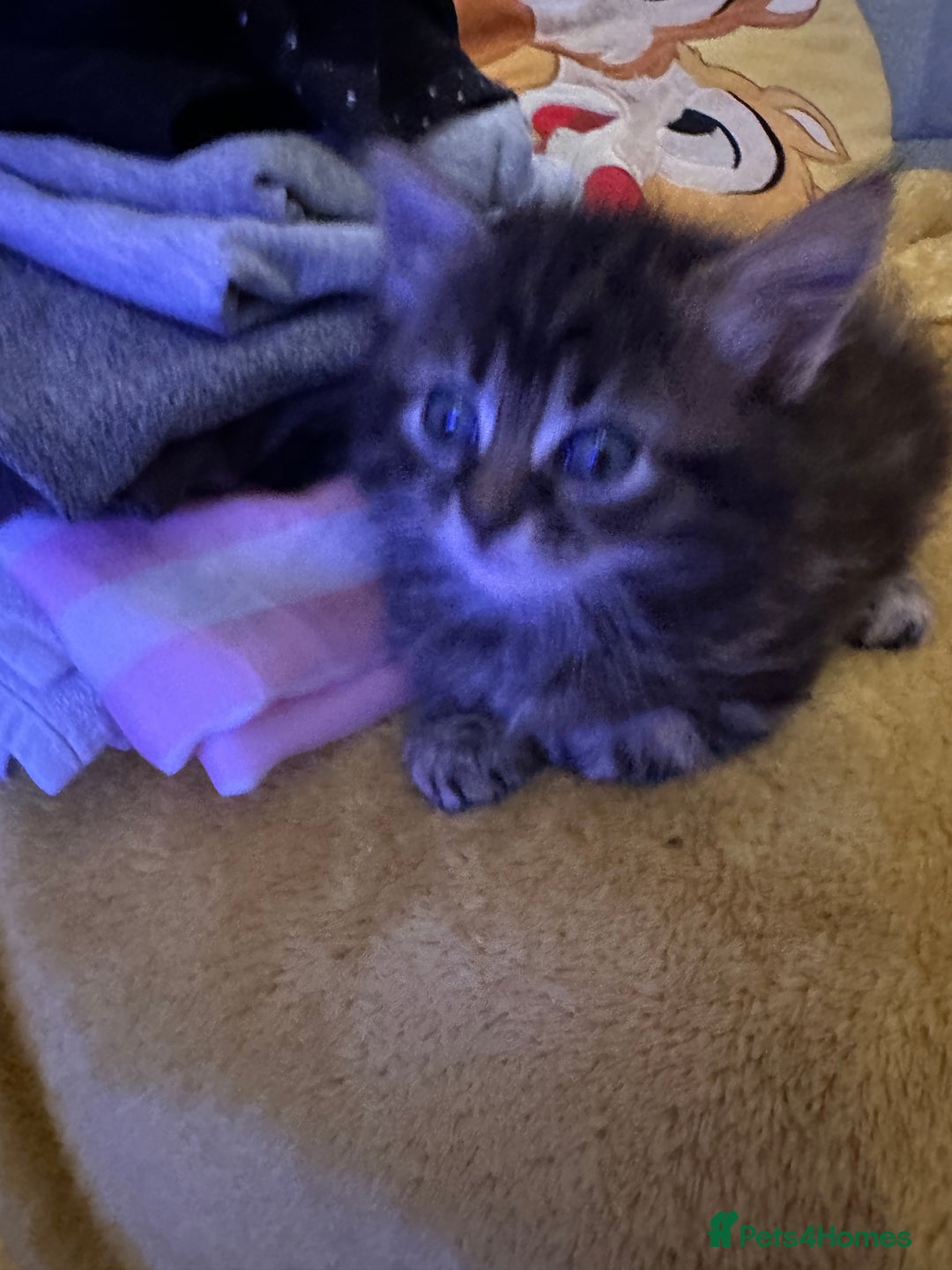 Mixed Breed cats for sale: 3 Half Ragdoll kittens; 2 boys and 1 girl - Advert 14