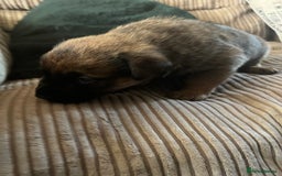 Mixed Breed dogs for sale: Rottweiler x Belgian malinoise  - Image 5